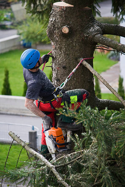 How Our Tree Care Process Works  in  Elizabeth Lake, CA